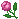pinkrose pinkrose
