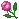 pinkrose