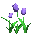 tulip_tim