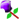 violettulip